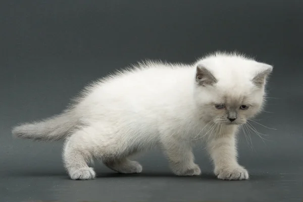 素敵なかわいいイギリスの子猫 — ストック写真