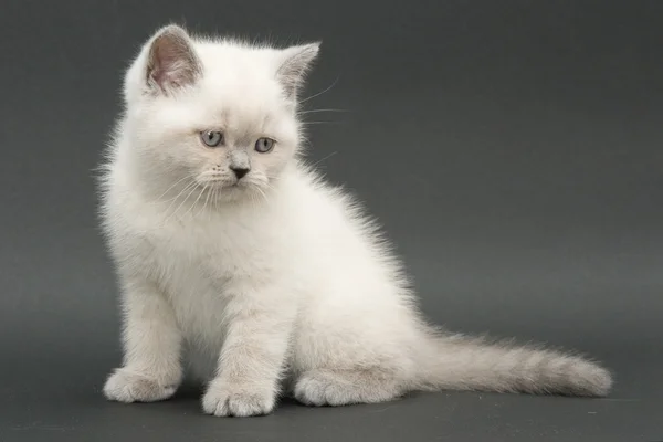 Nice cute british kitten — Stock Photo, Image