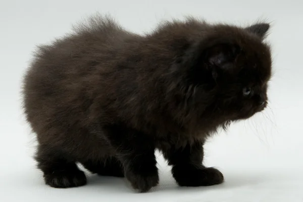 Nice cute black british kitten — Stock Photo, Image