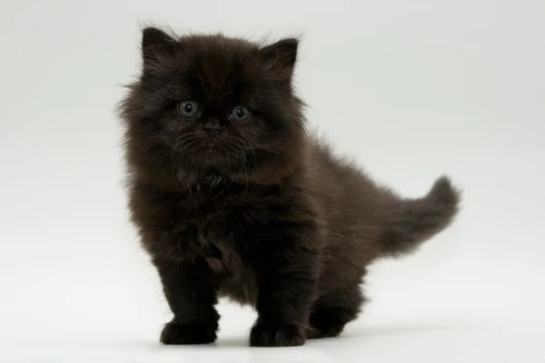 Nice cute black british kitten — Stock Photo, Image