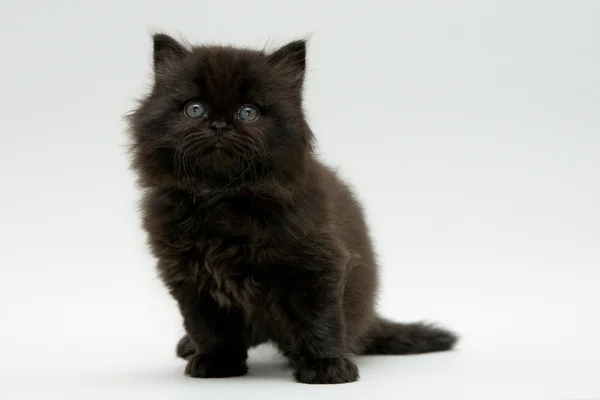 Nice cute black british kitten — Stock Photo, Image