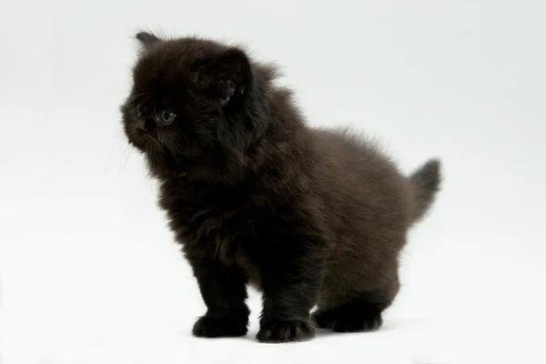 Nice cute black british kitten — Stock Photo, Image
