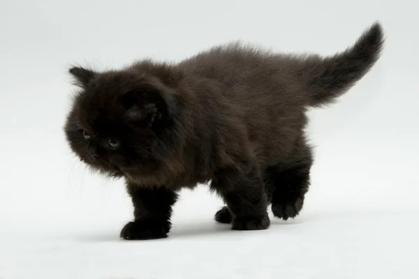 Nice cute black british kitten — Stock Photo, Image