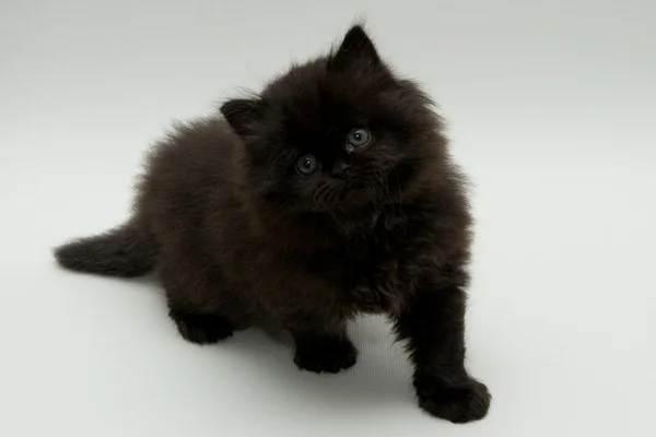 素敵なかわいい黒ネコ イギリス — ストック写真