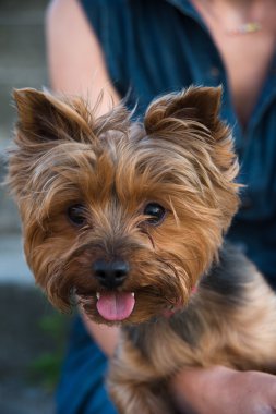 güzel yorkshir korkunç 