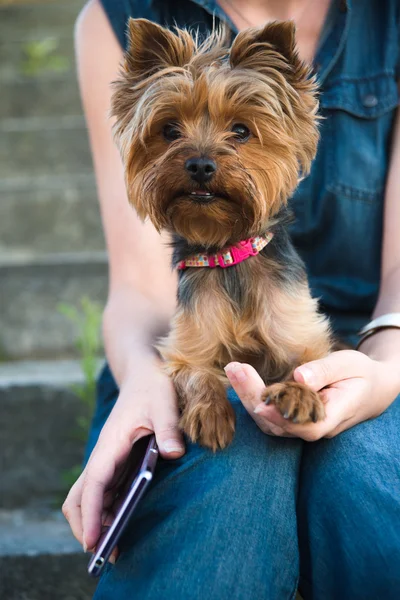 Pretty yorkshir terrier — Stock Photo, Image