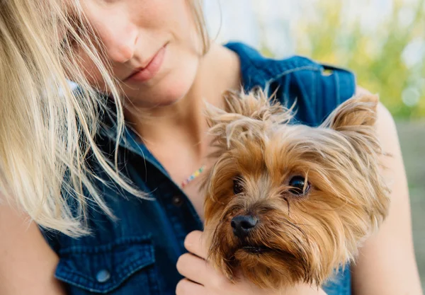 Bastante yorkshire terrier en las rodillas de la chica — Foto de Stock