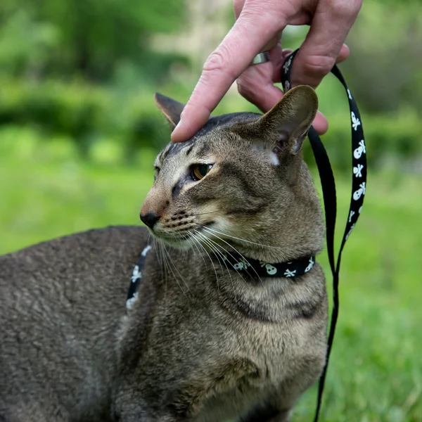 Hombre mano correa el gato al aire libre —  Fotos de Stock