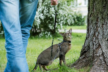 kedi ile yürüyüş