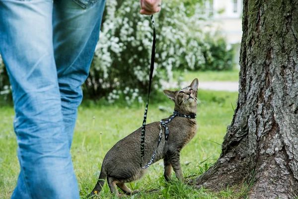 kedi ile yürüyüş