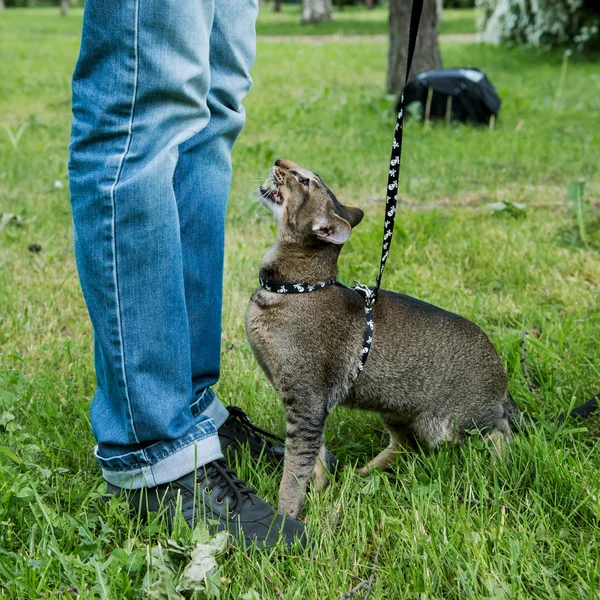 Spazierengehen mit Katze — Stockfoto