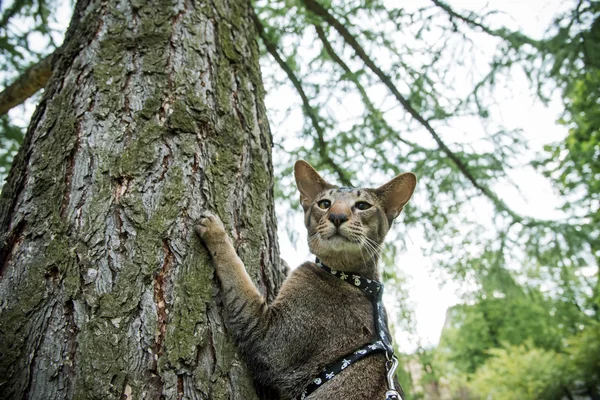 Gato en el árbol —  Fotos de Stock