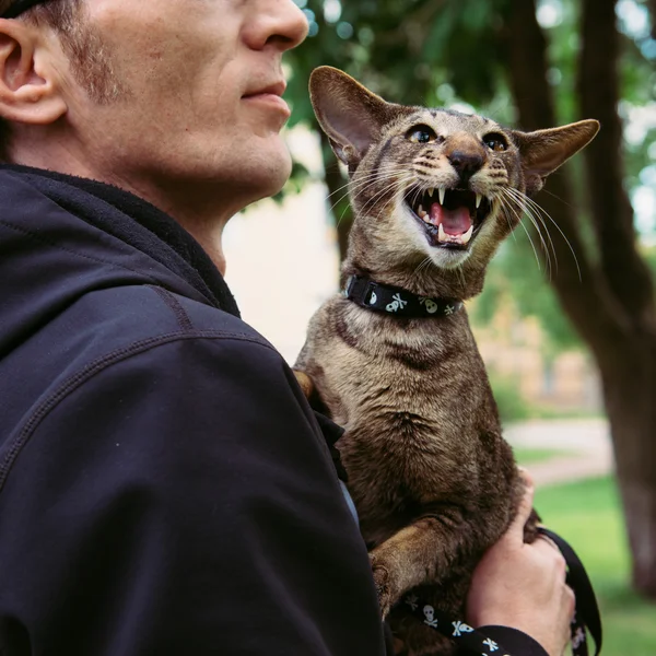 Zblízka meowing kočka portrét venkovní — Stock fotografie