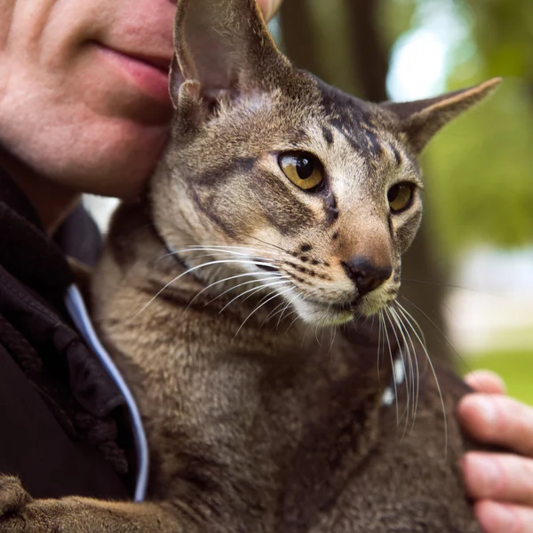 Primer plano gato retrato al aire libre —  Fotos de Stock