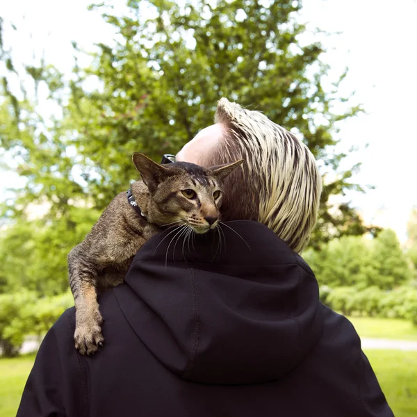 Primer plano gato retrato al aire libre —  Fotos de Stock