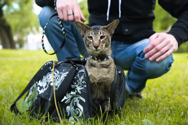 Gato sale de la caja de transporte Imágenes de stock libres de derechos