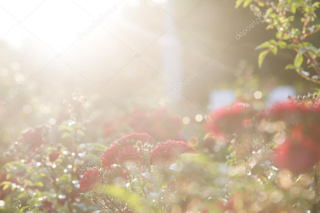 red roses at the evening sun rays, defocused blurred background