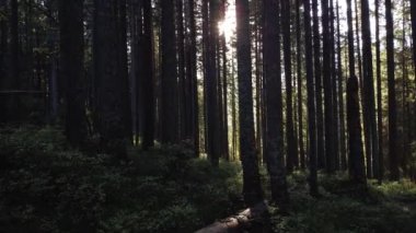 Karanlık bir dağ ormanında uzun çayırlıklar. Kalın ağaçların arasından güneş ışınları