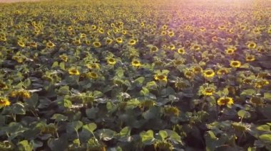 Gün batımında ayçiçeği tarlalarının üzerinde uçan güzel bir hava. Ayçiçekli tarla. Üst görünüm