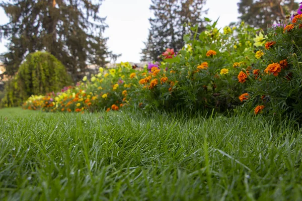 Rugiada Sul Prato Giardino Erba Verde Fiori Fiore Sullo Sfondo — Foto Stock