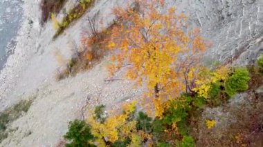 Sarı sonbahar yapraklı ağaç, dağların tepesinde büyüyor....