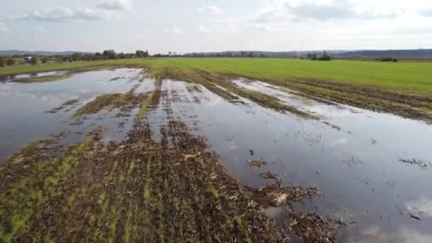 Zalane młode uprawy pszenicy ozimej jesienią. Pole na farmie z wodą deszczową — Wideo stockowe