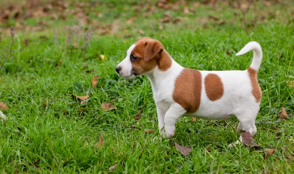 Puppy Jack Russell Het Groene Gras — Stockfoto