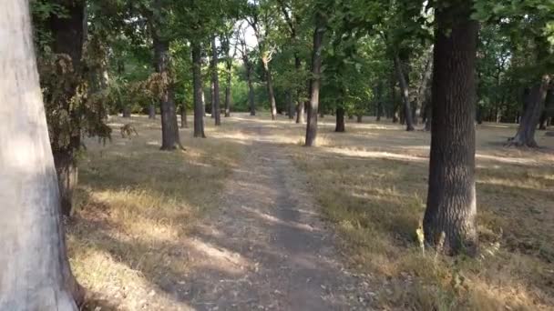 Sunny day in the park in early autumn. Dry grass is a wonderful nature. — Vídeo de Stock