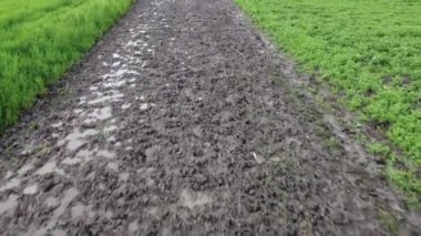 Çiftlikteki toprak yolda bataklık, yol boyunca yeşil buğday ekinleri.