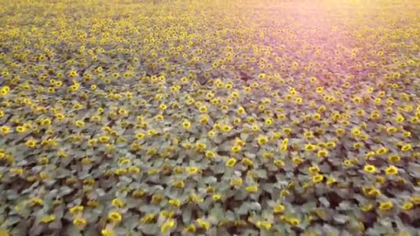 Дрон летить над квітучим соняшниковим полем під час заходу сонця. Дрон летить над сільськогосподарським соняшниковим полем. Прекрасний літній пейзаж пшеничного поля. Вид зверху на соняшникове поле ферми . — стокове відео