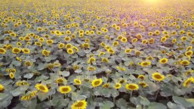 Tarlada çiçek açan ayçiçekleri, tarlada insansız hava aracı uçuşları.