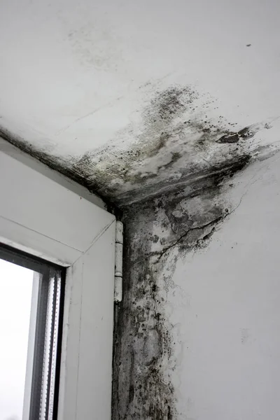 Mold near the windows, fungus on the walls of the house. Metal-plastic windows are not properly installed