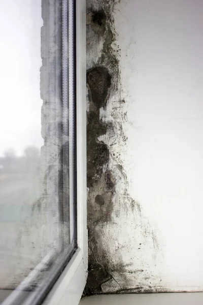 Pencerelerin Yanında Küf Evin Duvarlarında Mantar Metal Plastik Pencereler Düzgün — Stok fotoğraf