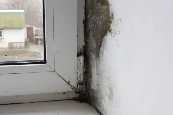 Corner Windowsill Covered Fungus Mold Plastic Windows — Stock Photo, Image