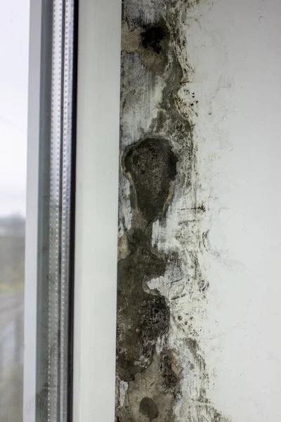 Mold Windows Fungus Walls House Metal Plastic Windows Properly Installed — Stock Photo, Image