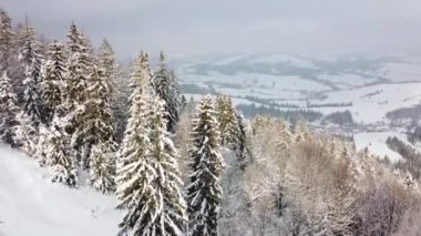 Vadideki karlı çam ormanlarıyla kaplı dağ yamacı. Dağların tepesinde, karla kaplı Noel ağaçları arasında çeyrek helikopter uçuşu. Arazinin keşfi.