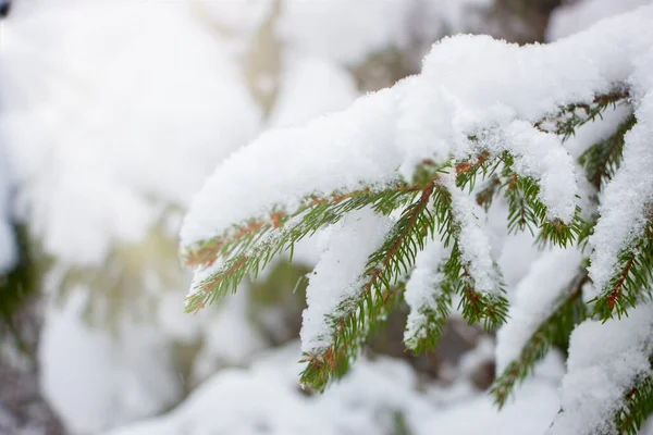 Granen Täckt Snö Och Solens Strålar Skiner Bakom Grenarna — Stockfoto