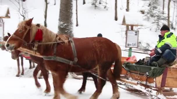 Os cavalos em um trenó puxam um trenó com turistas perto do Lago Synevyr. Inverno e estradas de montanha nevadas. Synevyr, Ucrânia, 20 de janeiro de 2021 — Vídeo de Stock