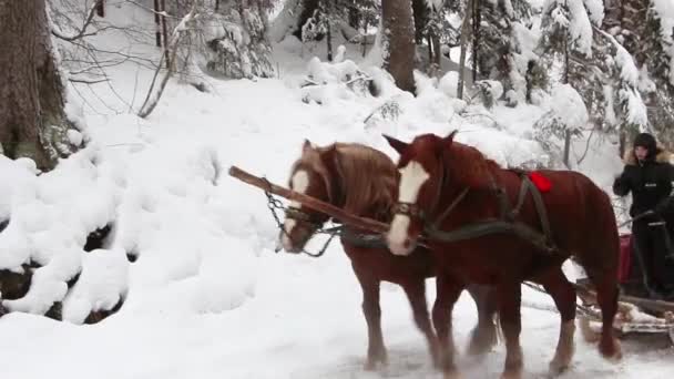 Koně berou turisty do hor k jezeru Synevyr. Synevyr, Ukrajina, 20. ledna 2021 — Stock video