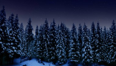 Gece manzarası, gece ormanlarında karla kaplı uzun ladin ağaçları ve yıldızsız gökyüzü.