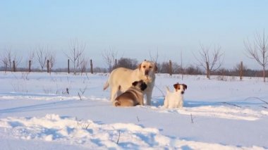Jack Russell, Labrador ve Pug köpekleri güneşli bir kış gününde karda oynuyorlar..
