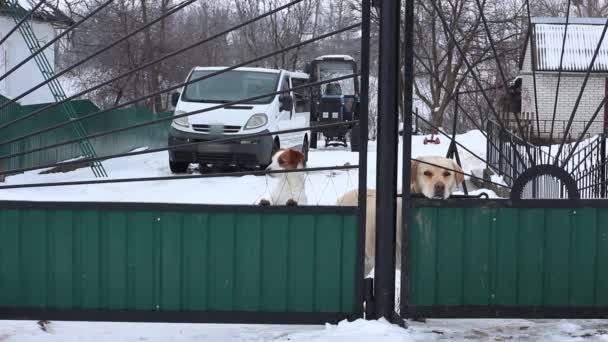 Labrador Retriever, Jack Russell Terrier i Pug patrzą zza zamkniętego ogrodzenia na podwórku. — Wideo stockowe