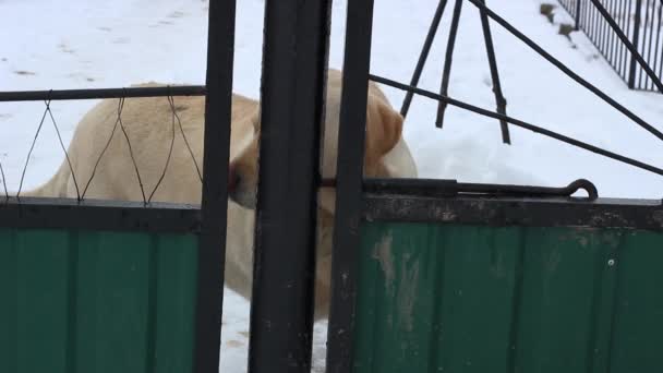 Labrador Retriever stoi przy bramie z nosem wciśniętym w kratę, a jego wzrok błaga o spacer.. — Wideo stockowe