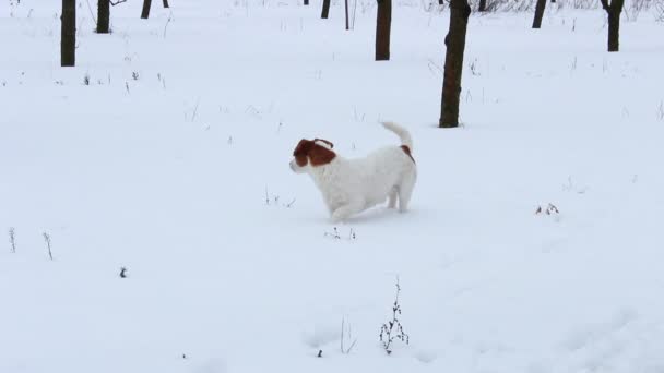 Jack Russell Terrier auf der Jagd im Garten. Bei genauem Hinsehen hört er der Beute zu. — Stockvideo