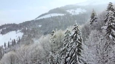 Dağların yamaçlarında kış manzarası, oyunların dibinde karla kaplı orman. Uzun köknar ağaçlarının üzerindeki hava boşluğu.