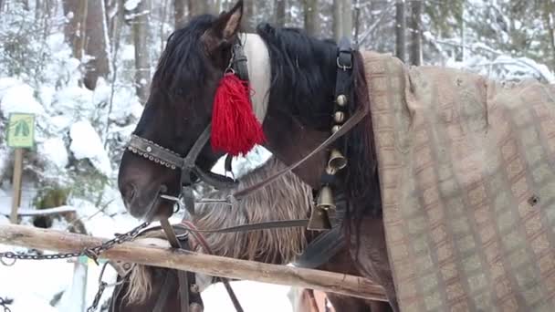 Het Paard Wordt Getrokken Een Kar Dieren Die Mensen Boerderij — Stockvideo