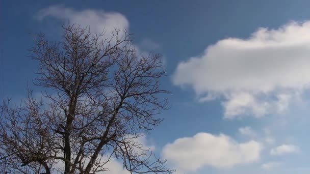时间在天空的背景上绕着一棵树 冬天白云在上面飘扬 — 图库视频影像