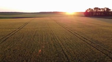 Arpa dikenleri, kış arpası yüzeyinin üzerinde, akşam güneşinde ışıldıyor. Göz kamaştırıcı akşam güneşi yerin üstünde parlıyor..