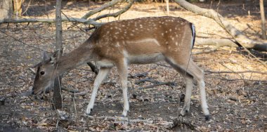 Geyik ormanda kuru ot arıyor. Baharın başında yiyecek bulmak. Vahşi doğadaki hayvanlar..