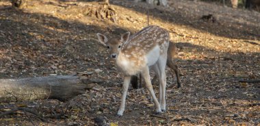 Geyikler ormandaki kuru otların arasında yiyecek arıyorlar. Çocuğunu koruyan bir anne tehlikelidir..